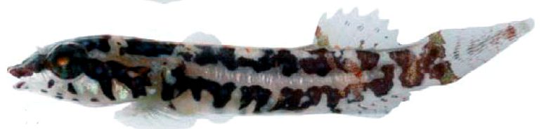 Apletodon incognitus_08